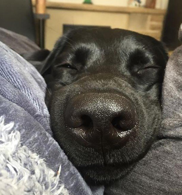 Buonanotte 💤
.
.
Credit: <a href="/cartercanines/">Carter's Canines Ltd</a>
.
.
.
#labrador #labradorsofinsta #instalabradors #dog #sonno #cane #buonanotte #ilovedogs #sweet #adorable ift.tt/2PGDzid