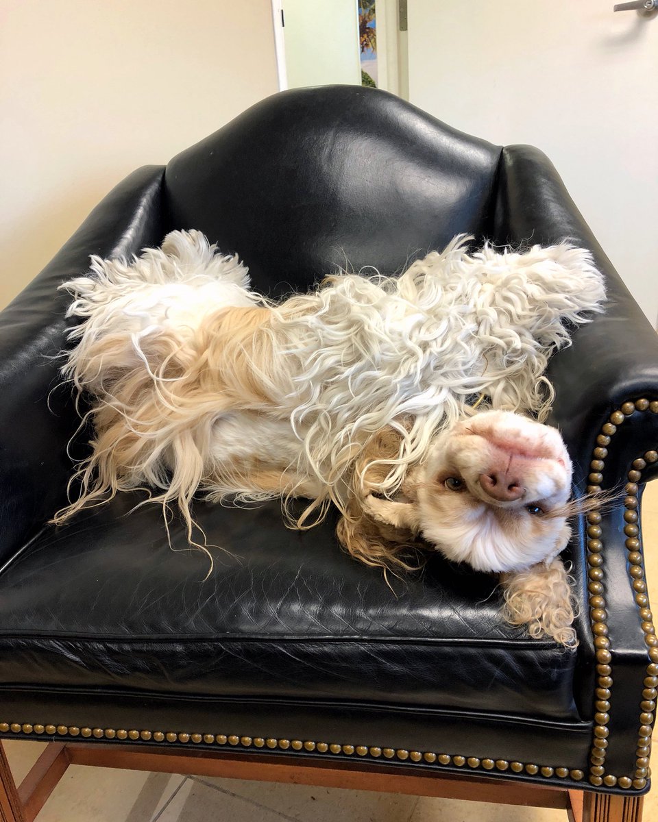DevanLoweInc's tweet photo. Nap weather...💤💤 #mascot #keysthecocker #sleepingonthejob #rainydays https://t.co/oG80leXoPf
