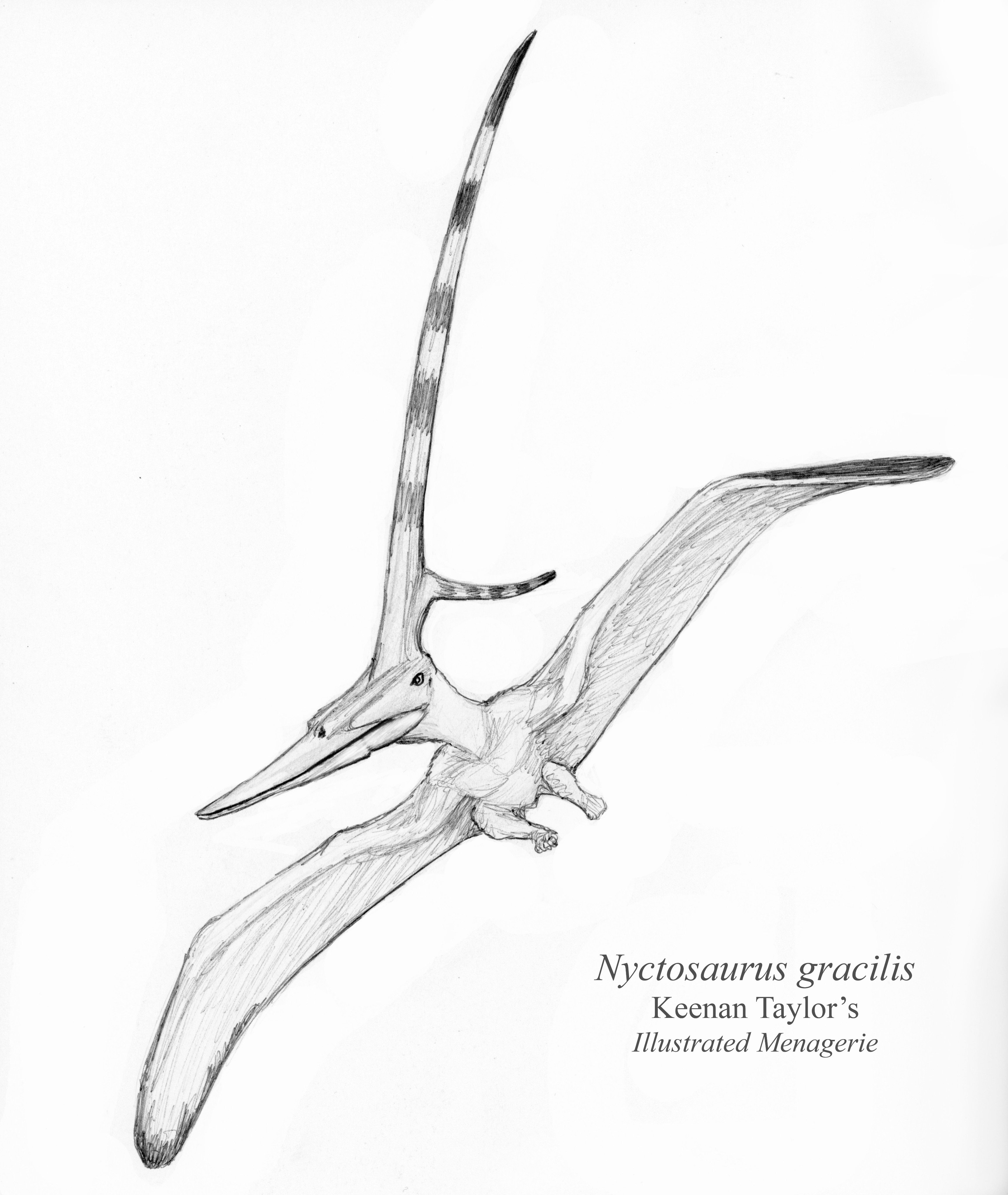 nyctosaurus gracilis