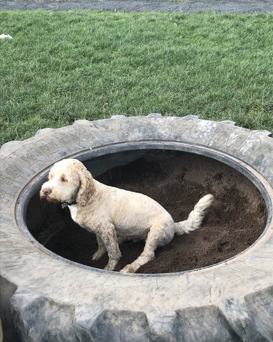 Do Dogs Like Sand Pits