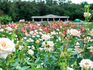調布 神代植物公園で 秋のバラフェスタ22 10月4日 30日まで 土 日は早朝開園も