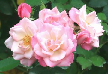調布 神代植物公園で 秋のバラフェスタ22 10月4日 30日まで 土 日は早朝開園も