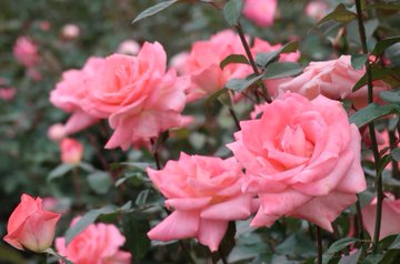 調布 神代植物公園で 秋のバラフェスタ22 10月4日 30日まで 土 日は早朝開園も