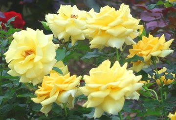 調布 神代植物公園で 秋のバラフェスタ22 10月4日 30日まで 土 日は早朝開園も