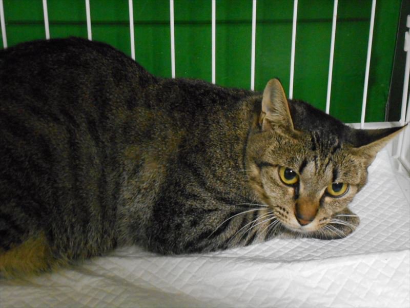 札幌市動物管理センター