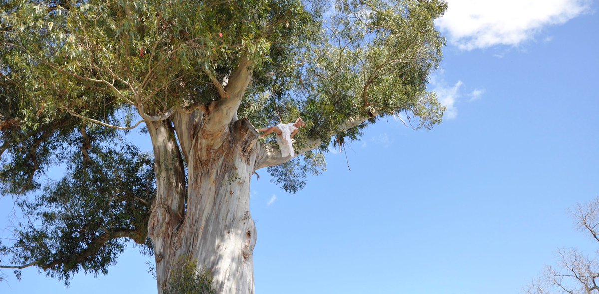 chloe_loftus's tweet photo. There'll be more tree antics tonight up this stunning 150yr old 40m tall Tasmanian Gum Tree for the @HBartsfestival, 9pm outside the Spiegeltent in Havelock North. #freeevent #treefairy #hbartsfestival (https://t.co/0N7bHsYtI0) https://t.co/HXDtYTG96m