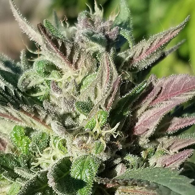 loompafarms's tweet photo. @oldworldgenetics f13 https://t.co/DM3kRSnT1E https://t.co/59MhNFs5LO