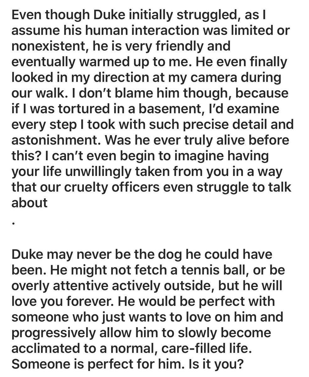 ToledoHumane's tweet photo. DUKE 🐶❤️ #Adopt https://t.co/G6EqL6FXb0