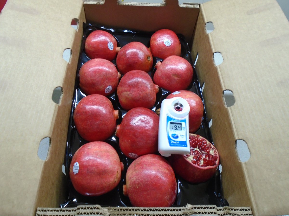 SimonianFruit's tweet photo. Wonderful variety pomegranates are here! #SIMCO #SFC #Nacirema #WonderfulPomegranates #CaliforniaPomegranates #Pomegranate #Pomegranates #Wonderful #PomegranateExperts #Noor #Granada #October #California #CentralValley #SanJoaquinValley #FresnoCounty #CAGrown #CaliforniaGrown https://t.co/cECPDtttXY