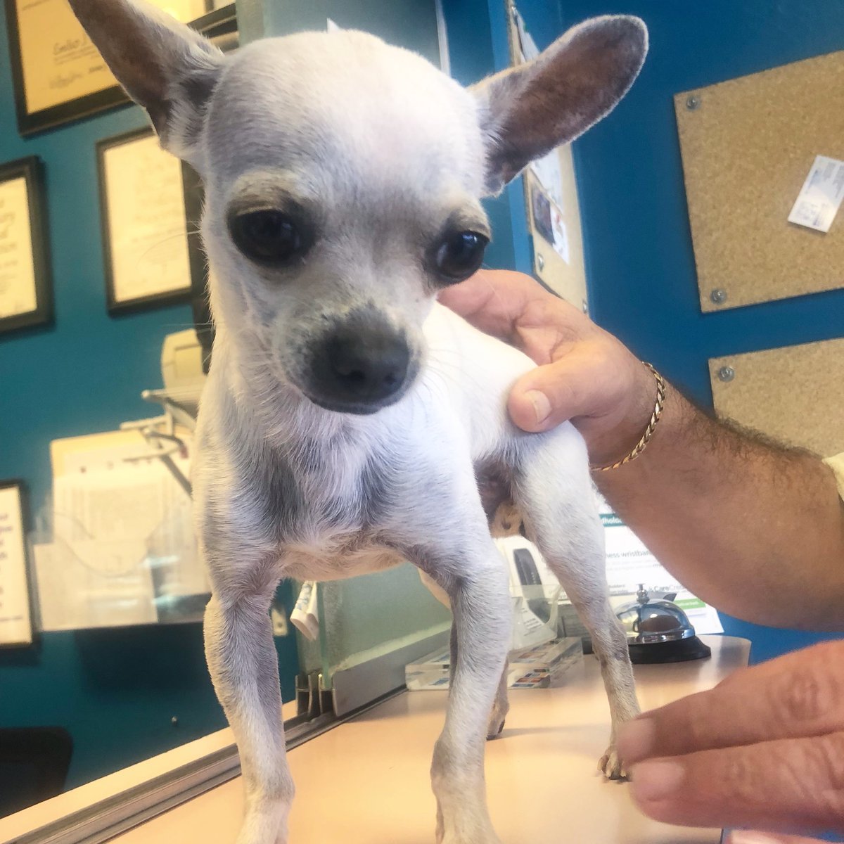 MiamiVetClinic's tweet photo. FOUND DOG near Westchester without a microchip. Please contact us if you have any information about this cutie’s owners.

___________

#veterinarian #miami #miamifl #kendallfl #miamibusiness #veterinarymedicine #lostdogs #mdas #urgentdogsofmiami #bustilloanimalhospital https://t.co/jOJfrZ1VRJ