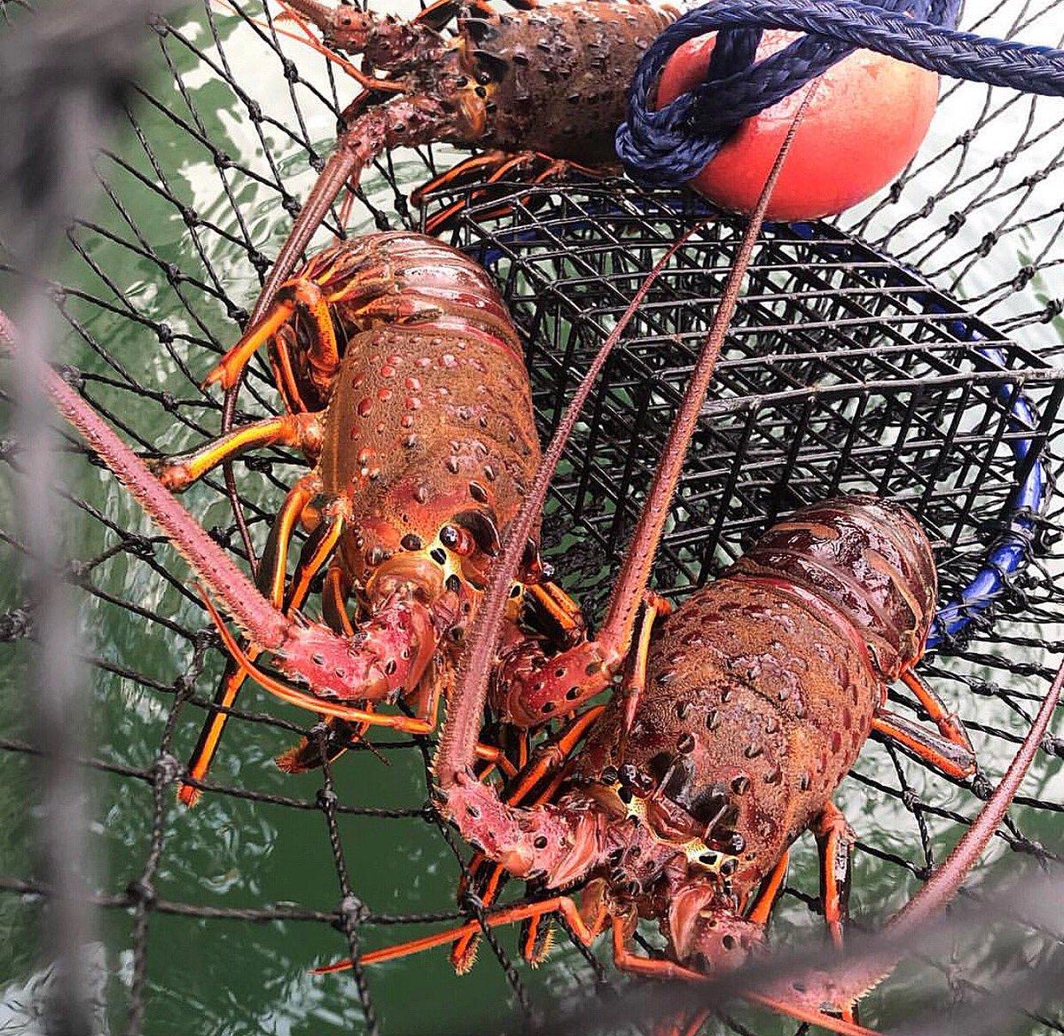 Get ready for our next tournament Labsta-palooza November 9th & 10th. Visit our website for more information. 🦐 #TheMarlinClub #LobsterFishing #SportFishing #SanDiegoFishing #ShelterIsland #OceanBeachSanDiego #OceanBeach #SanDiego_Ca #SunnySanDiego #VisitSanDiego #Lobsters