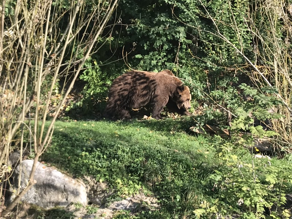 Hanging with the Bären in Bern