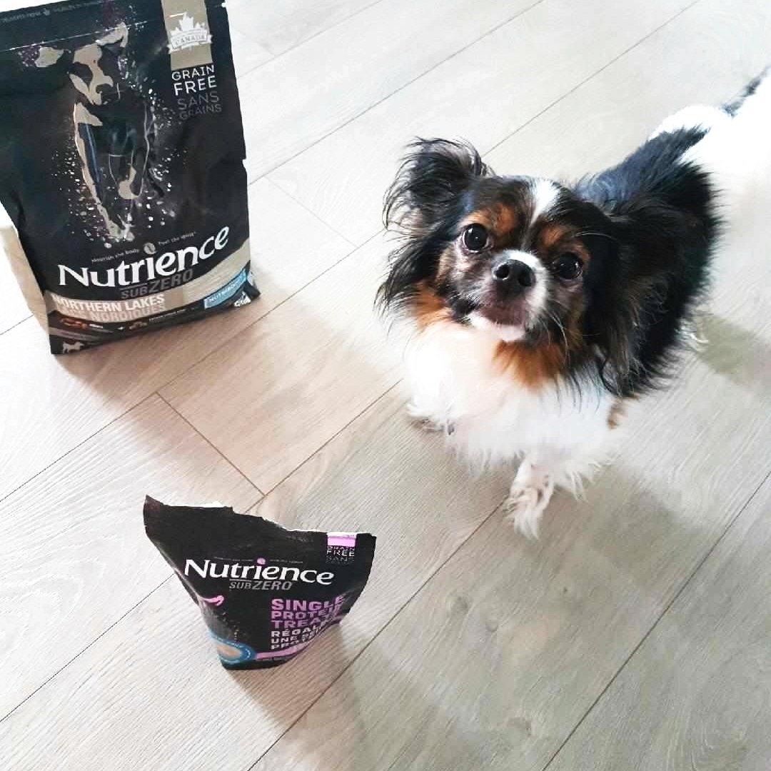 SchatzG's tweet photo. he just couldn't wait to get into this food we received to sample! finally a parcel that wasn't for me! @influensterca @nutrience_ #Subzerofood #complimentary https://t.co/F8LZBosVOE
