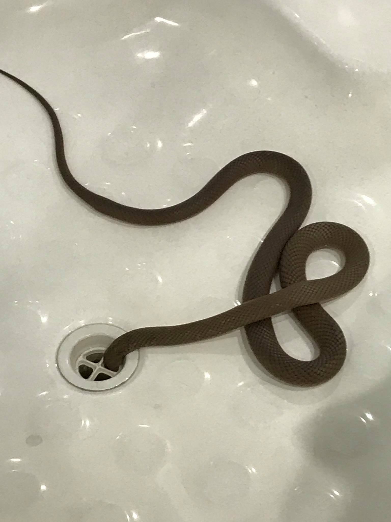 ABC Adelaide on Twitter "A Springfield lady got a surprise yesterday