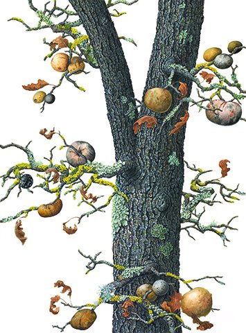 WaveHill's tweet photo. The American Society of Botanical Artists extend the tantalizing experience of autumn to the walls of Glyndor Gallery with artistic renderings of leaves, pods, and gourds.

All works are for sale through The Shop. Bring home your piece of #FallatWaveHill:  https://t.co/ZrLoyyjlJp https://t.co/gsTpuISHfs