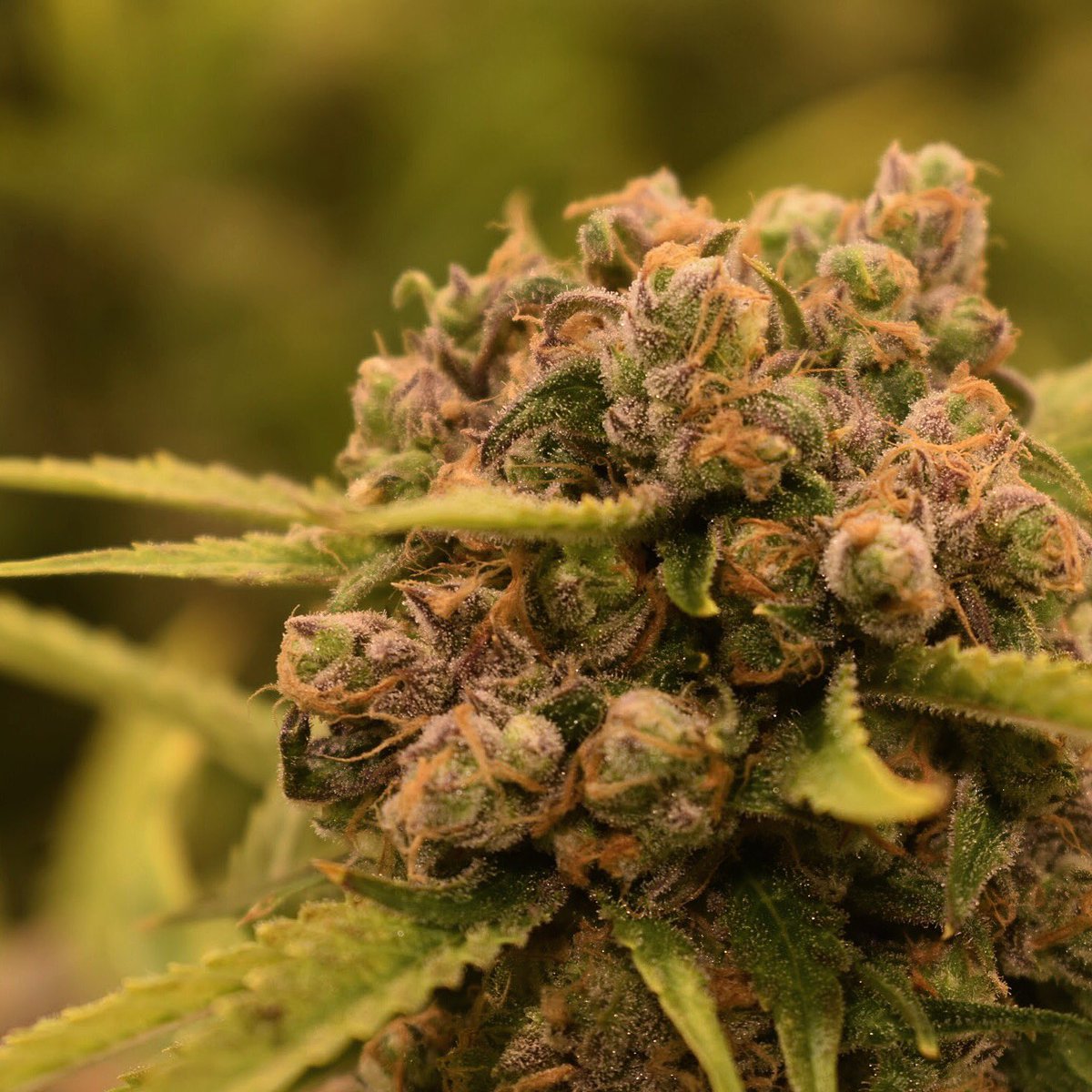 ArizonaMuv's tweet image. Lemon Head OG, anyone? 🍋 @MuvProducts