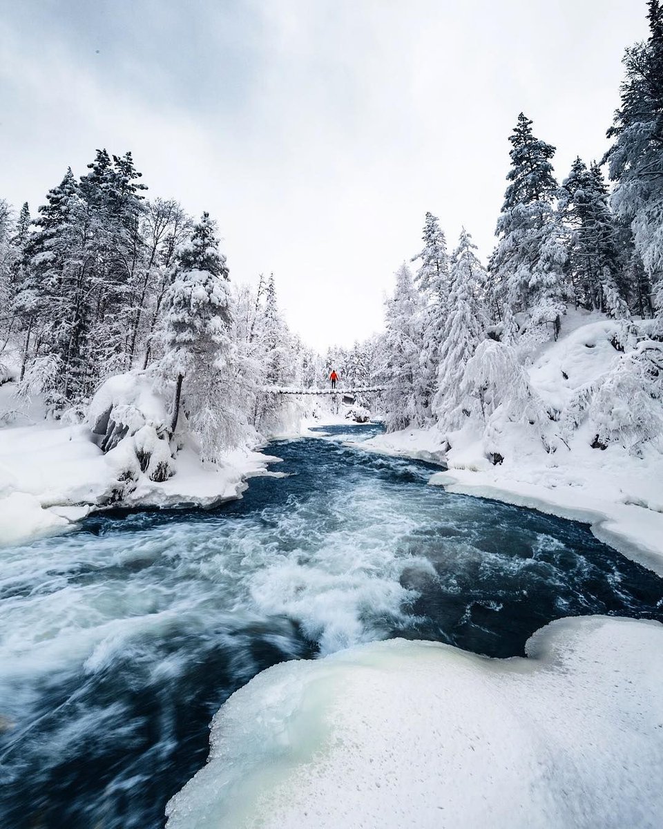 nature art tweet media