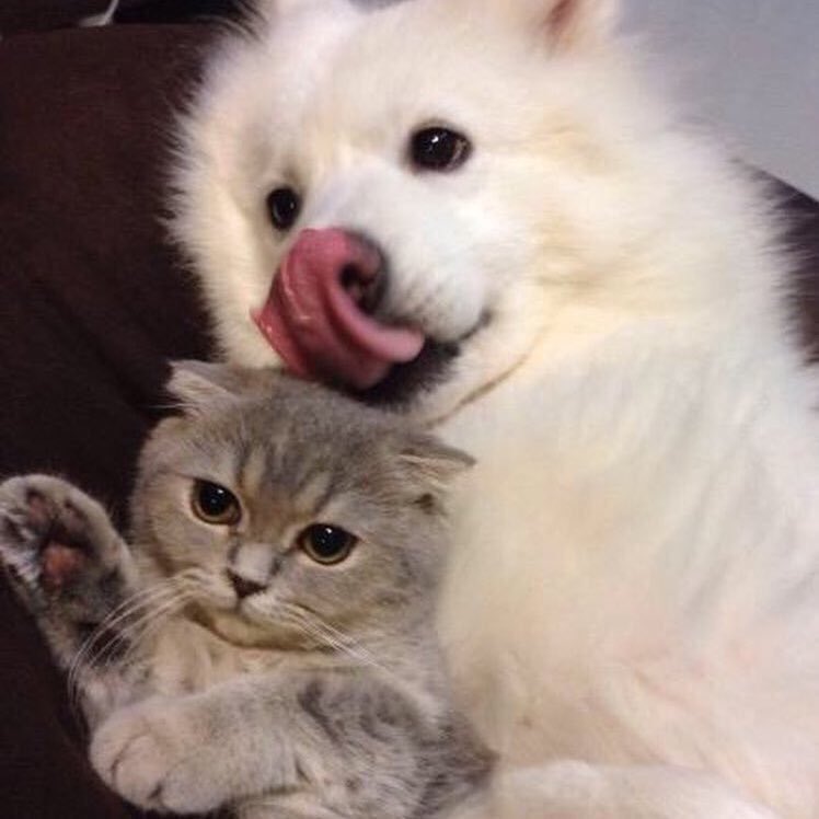 Cats Bible 🐱 tweet media