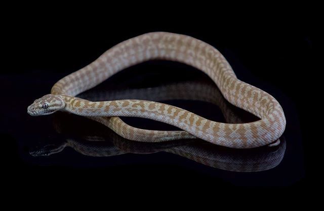 EBMorelia's tweet image. Here is a weird one. The pairing was axanthic jag x axanthic zebra. This weird red one hatched out. Weird thing is it looks axanthic to me. So could it be a red axanthic zebra? Who knows. #carpetpythonmorph #pythonsofinstagram #ebmorelia #carpetpythonsof… ift.tt/2P1ASuk