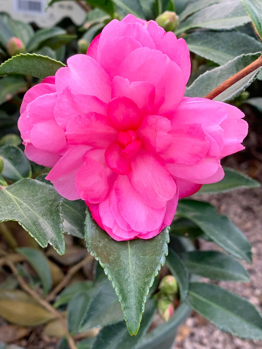 Chansonette Camellia is a versatile performer displaying profuse, brilliant pink, double blooms and glossy dark green leaves.  This evergreen is a great choice for a colorful low hedge.  We have multiple varieties and sizes from $16.99 to $249.00.