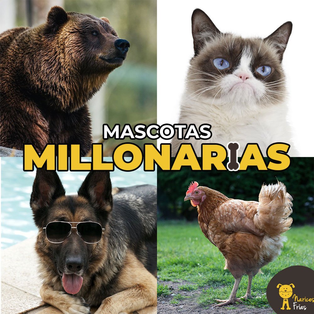 Gunther IV es dueño de una fortuna estimada en USD 375 millones; el pollo Gigoo acumula en su cuenta USD 15 millones. ¿Cómo lograron estas mascotas acumular tanto dinero? » bit.ly/millonsMsc