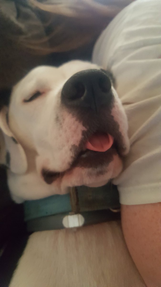 LibraryDLemm's tweet image. My #dog is such a fruit.