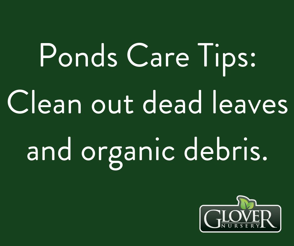 GloverNursery's tweet image. Pond Care Tips: Clean out dead leaves and organic debris. #GloverNursery #FlowerTips #FallGardenTips