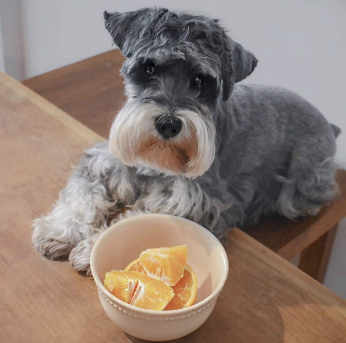 ¿Arrancamos la dieta? 😅
#AmigosPuppis @huguita_rufino 
puppis.com.ar