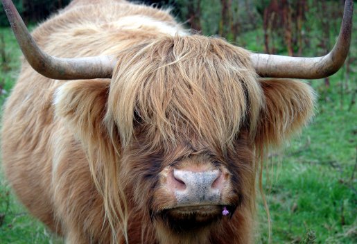 I am udderly delighted to be appearing at the Rosemount Steeple Center as part of Dakota County Library's OneBook, OneRosemount program. I hope to see you there on Oct. 24 as I share behind-the-scene details about Turn Left at the Cow! #dakotalib co.dakota.mn.us/libraries/Prog…