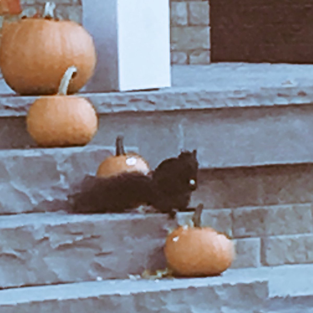 fancy_frannie's tweet photo. Didn’t know my Fall decor was to feed the neighbourhood squirrels. #landscaping #falldecorfail #squirrelsarenuts https://t.co/6yVxv6dotb