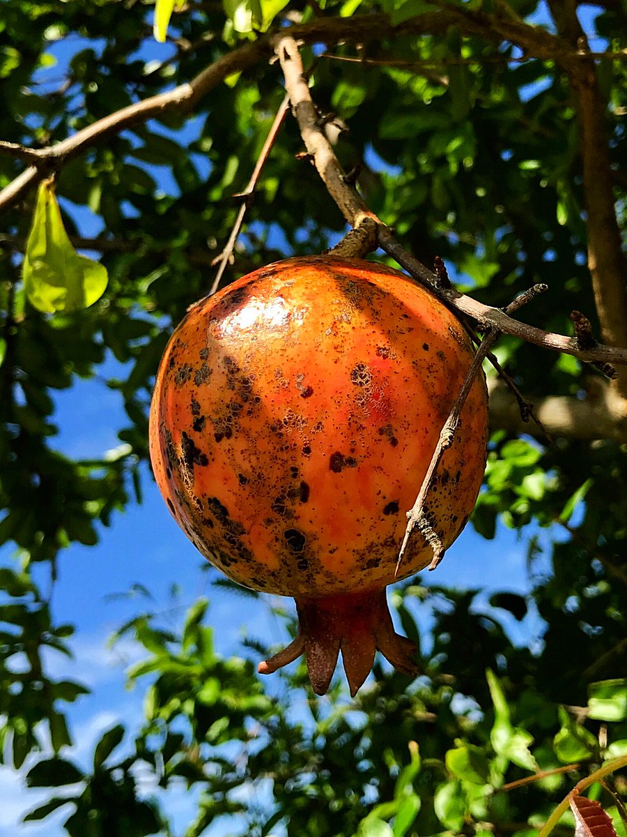 ট ইট র Cloudsailor 星羅の一日一花 ザクロ 柘榴 石榴 ミソハギ科ザクロ属 原産地は 西南アジア説 南ヨーロッパ説および北アフリカ説がある Pomegranate Punica Granatum Fruit Plants