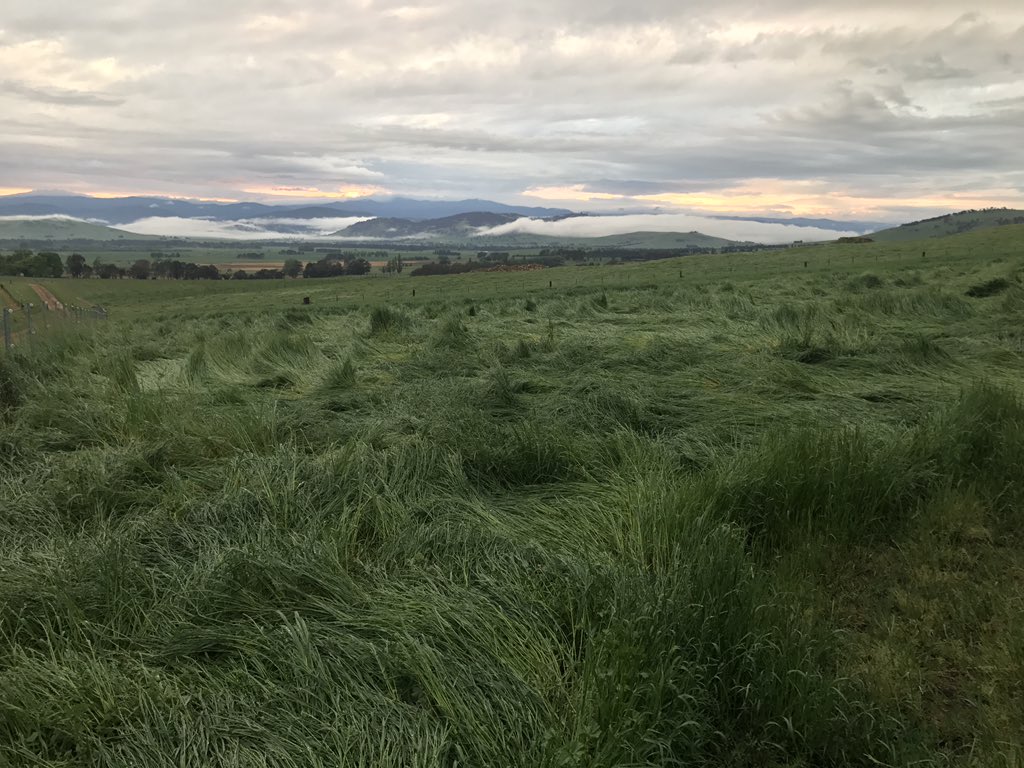 Costellojc's tweet photo. 20.5 mm #uppermurray #farming #farm #rain #tintaldra https://t.co/SIs4cK48EC