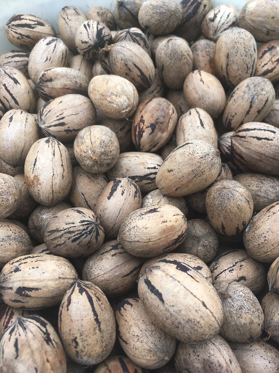 ArchaeoJalapeno's tweet photo. Pecans for days! #pecans #futurepies https://t.co/xhpAMLFPp6