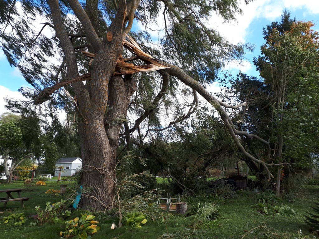 We lost one of our pepper tunnels in the wind this morning. And a decent sized chunk off our willow tree!