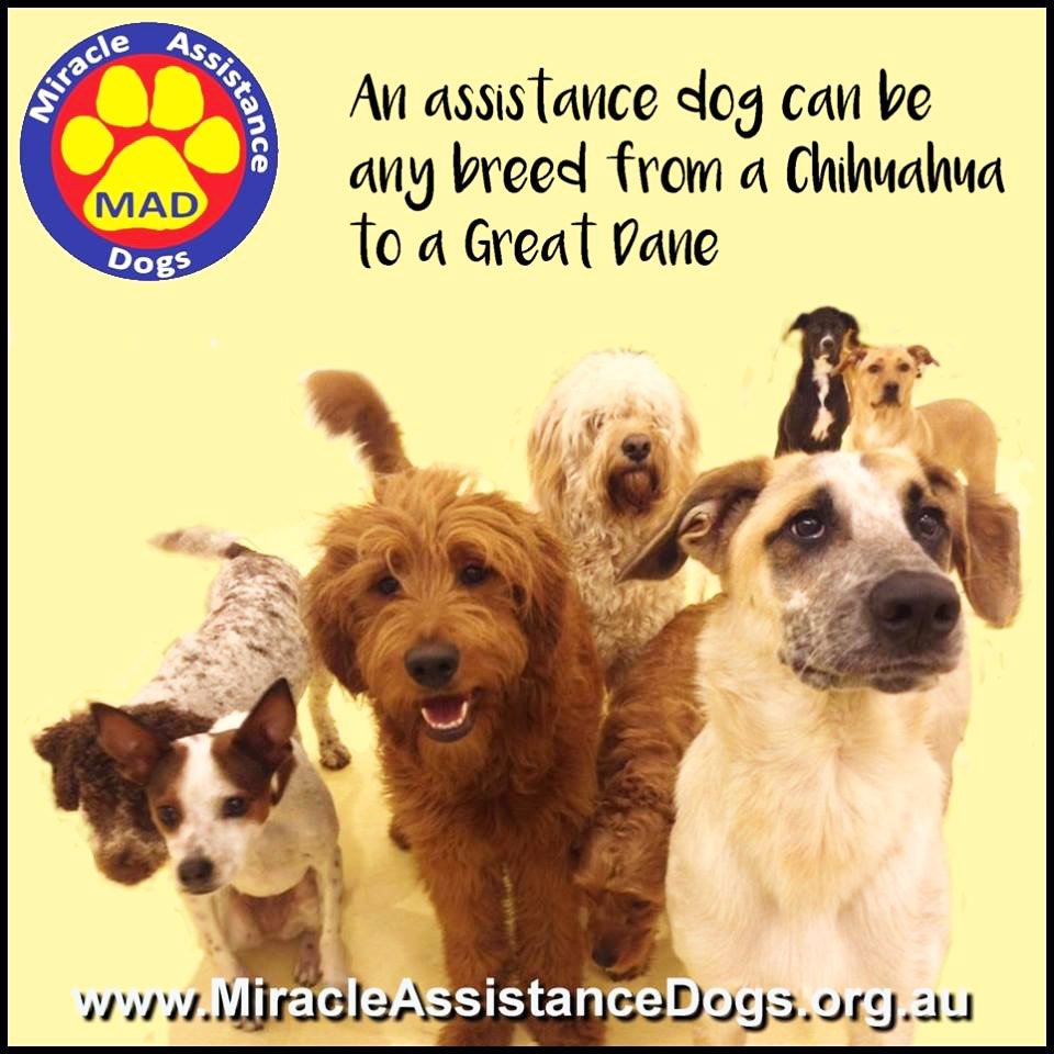 Australian Dog Lover tweet media