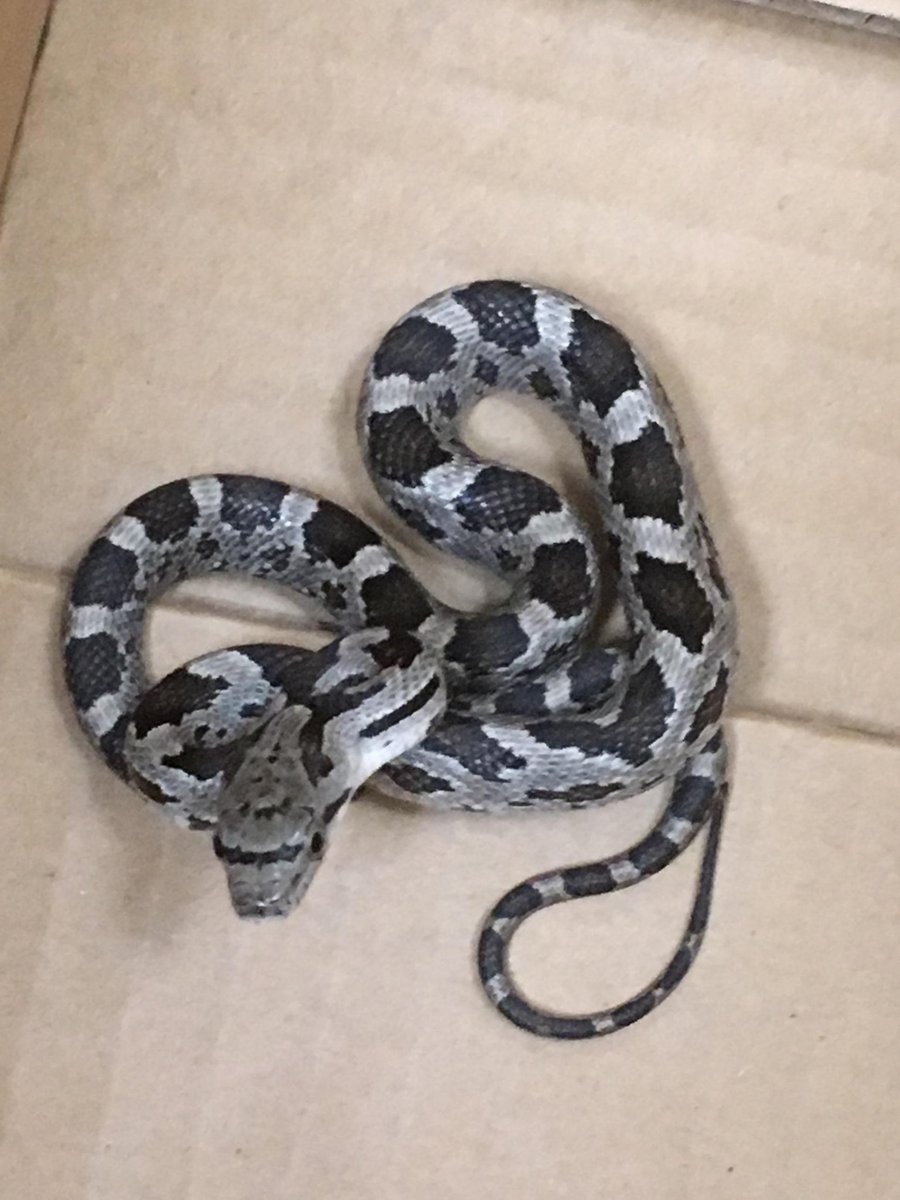 JohnMcC59480381's tweet image. My Moms boy Friend found this Bad boy at the Mall ! #babypython