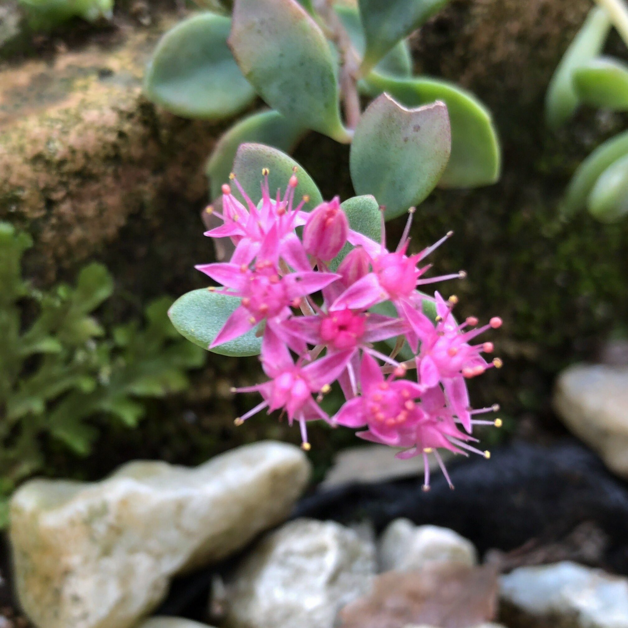 カブトガニジョン No Twitter Hylotelephium Cauticolum ヒダカミセバヤ ミセバヤの花は可愛いですね O O 和歌の 君に見せばや あなたに見せたい から来た和名と言わせていますね 花言葉は 安心 憧憬 多肉植物 セダム Succulent Sedum Hylotelephium