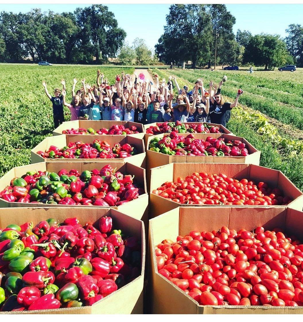 6th graders volunteered today to help pick peppers and tomatoes!  helpinghandsproduce.org #helpinghandsproduce <a href="/iborganization/">International Baccalaureate</a> <a href="/ibmyp/">IB MYP</a>