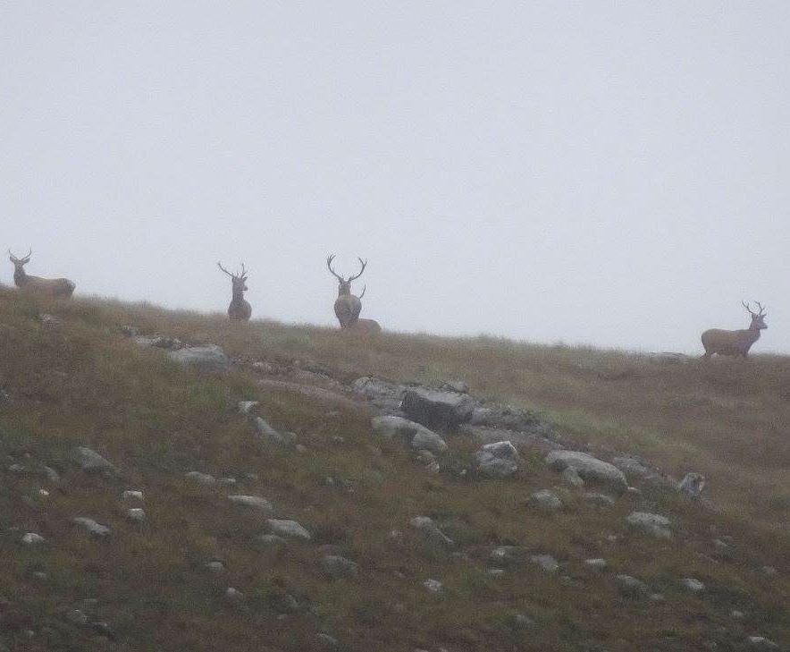 AlpineInterface's tweet image. Perfect autumn photo. Only that it wasn&apos;t taken in the fall :-)  No wonder the Scots need a big choice of scotch!! The Scottish Highlands, foggy and mysterious. #hikingscottland #hikingscottishhighlands  ow.ly/Vb5O30mg4SI