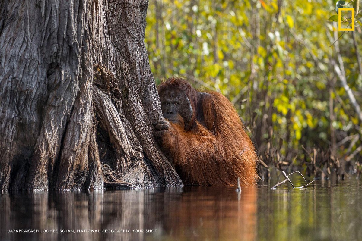 NatGeo's tweet image. The National Geographic Photo Contest is now open! Check out last year's winning photos—like this image by Jayaprakash Joghee Bojan—and submit your own on.natgeo.com/2CPu4KD
