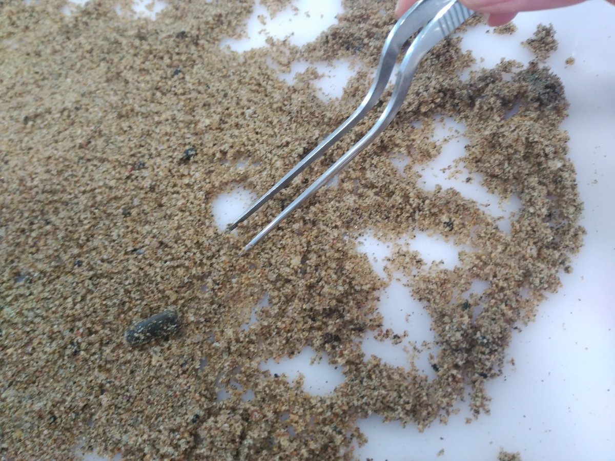 AnamaDomenech's tweet photo. Després de la formació d'ahir, al @PadreDamianSSCC ja estem preparats per participar al projecte #plastic0 de @obsdelmar #CienciaCiudadana #cienciaciutadanaieducacio #ESOPD #ecologia #PlanetaOPlastico #cienciaenaccion #cienciaenaccio https://t.co/QBwZ4LOYqL