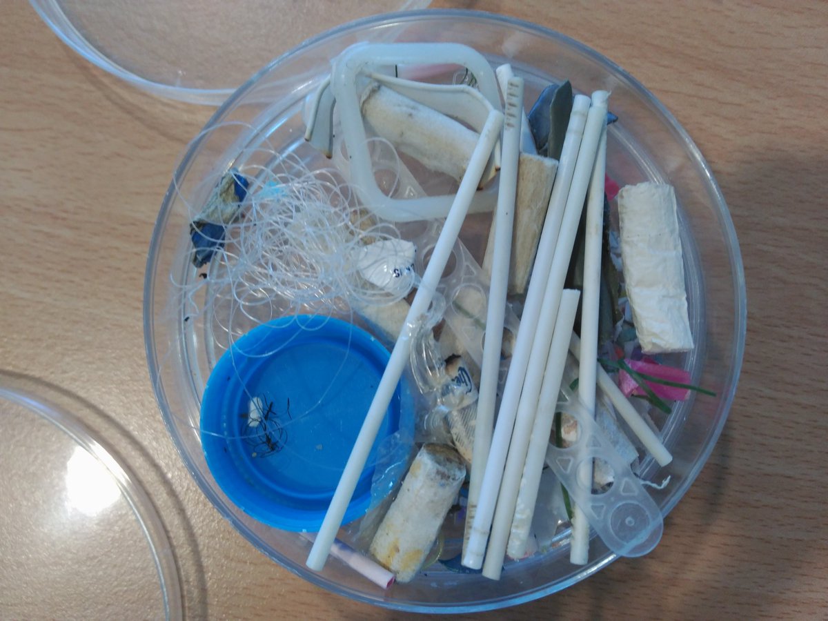 AnamaDomenech's tweet photo. Després de la formació d'ahir, al @PadreDamianSSCC ja estem preparats per participar al projecte #plastic0 de @obsdelmar #CienciaCiudadana #cienciaciutadanaieducacio #ESOPD #ecologia #PlanetaOPlastico #cienciaenaccion #cienciaenaccio https://t.co/QBwZ4LOYqL