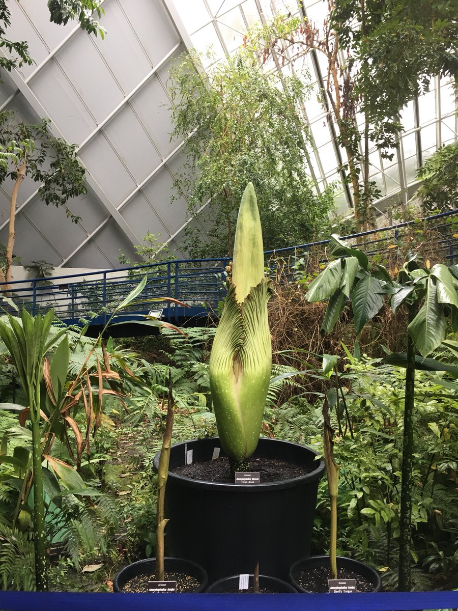 Bronte Nicholls tweet media