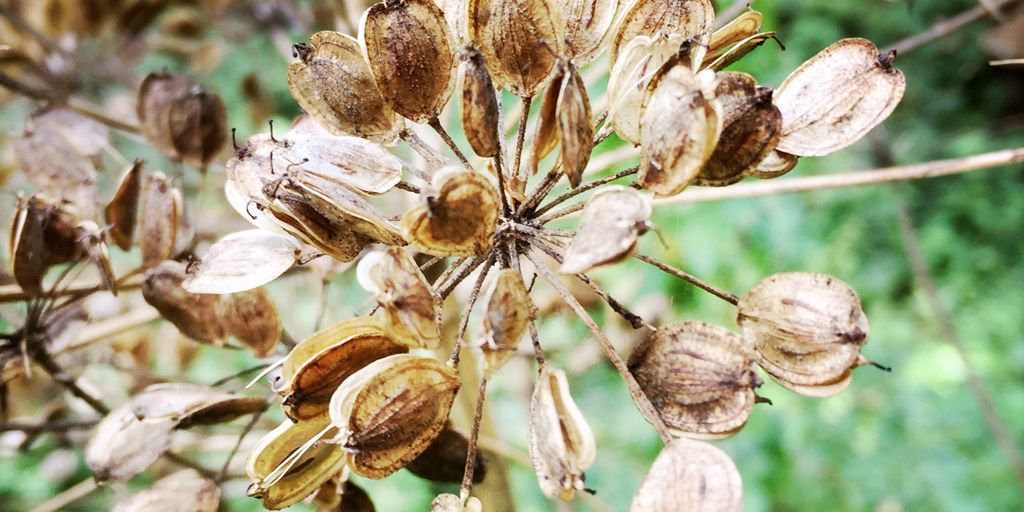 RailwayLand's tweet image. Our second Wellbeing in Nature session is this Friday 19 October 10am-2pm. This week, we'll be looking at hibernation and collages. If you haven't yet registered for these free sessions, you can still join – email Ellie Moulton at wellbeing@railwaylandproject.org @LewesGreenParty