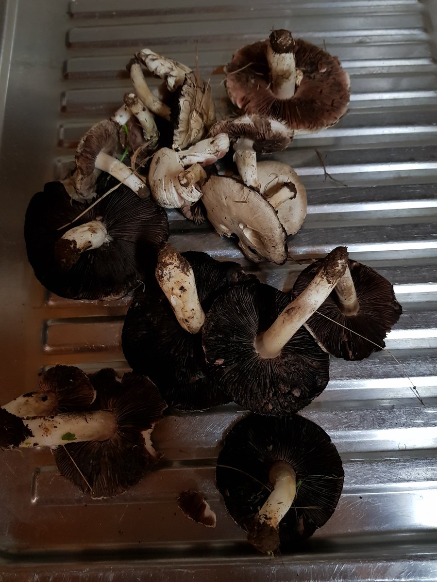 APracticalLife1's tweet image. Wild mushrooms fresh out of the paddock!