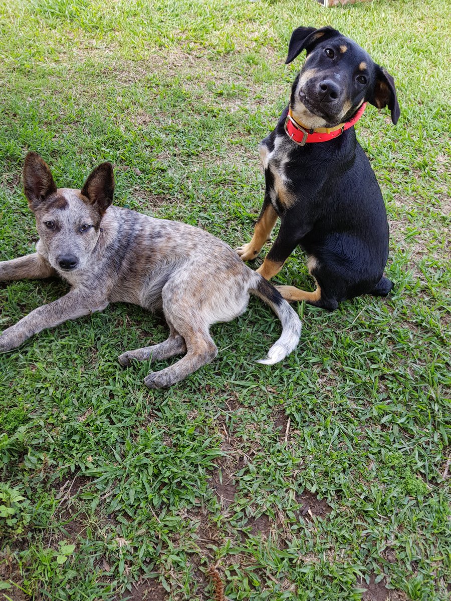 APracticalLife1's tweet image. Our 2 youngest work dogs Bella &amp;amp; Daisy!