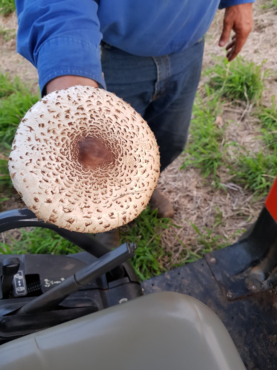 APracticalLife1's tweet image. Look at the size of this toadstool we found while out foraging for wild mushrooms!