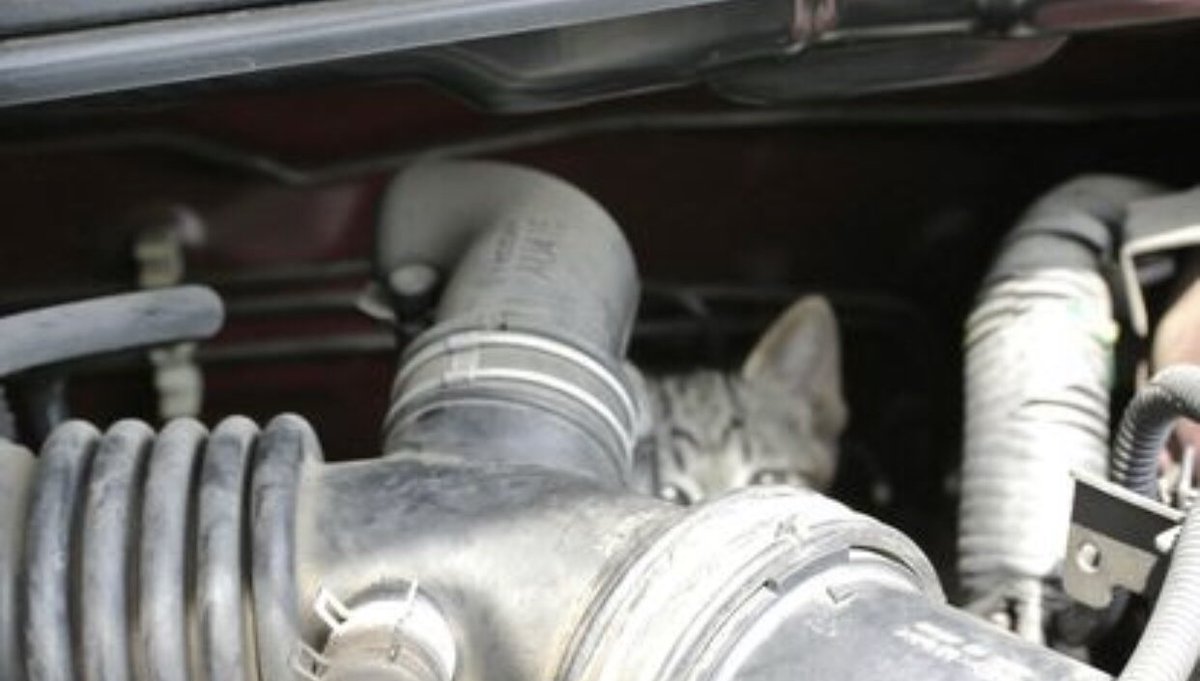 t_junchannel's tweet photo. ボンネットをノックすれば、猫の命が守れます。寒い時期は、車のエンジンルームやボンネットに猫が入り込む恐れがあります。ボンネットをたたいたり車体を揺らして車の内部に猫がいないかを確認して下さい。もしもニャーと聞こえたら、ボンネットの中やタイヤの隙間を必ず見て下さい。 https://t.co/IGzh1YtDeF