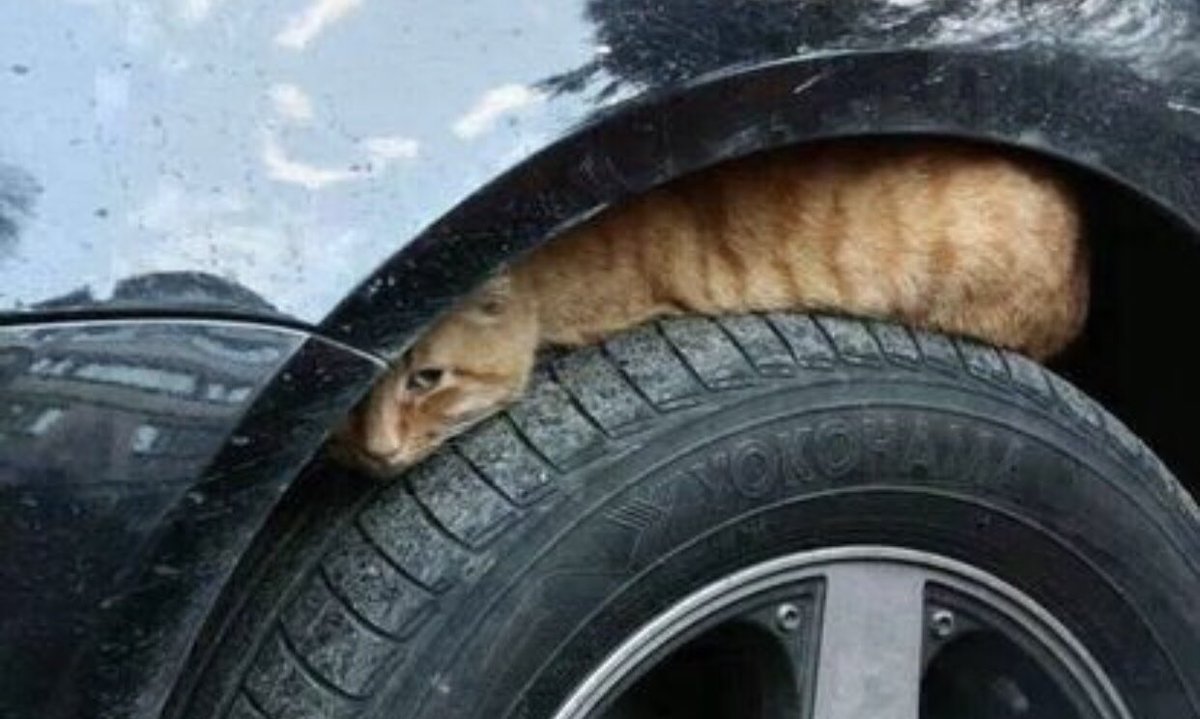 t_junchannel's tweet photo. ボンネットをノックすれば、猫の命が守れます。寒い時期は、車のエンジンルームやボンネットに猫が入り込む恐れがあります。ボンネットをたたいたり車体を揺らして車の内部に猫がいないかを確認して下さい。もしもニャーと聞こえたら、ボンネットの中やタイヤの隙間を必ず見て下さい。 https://t.co/IGzh1YtDeF