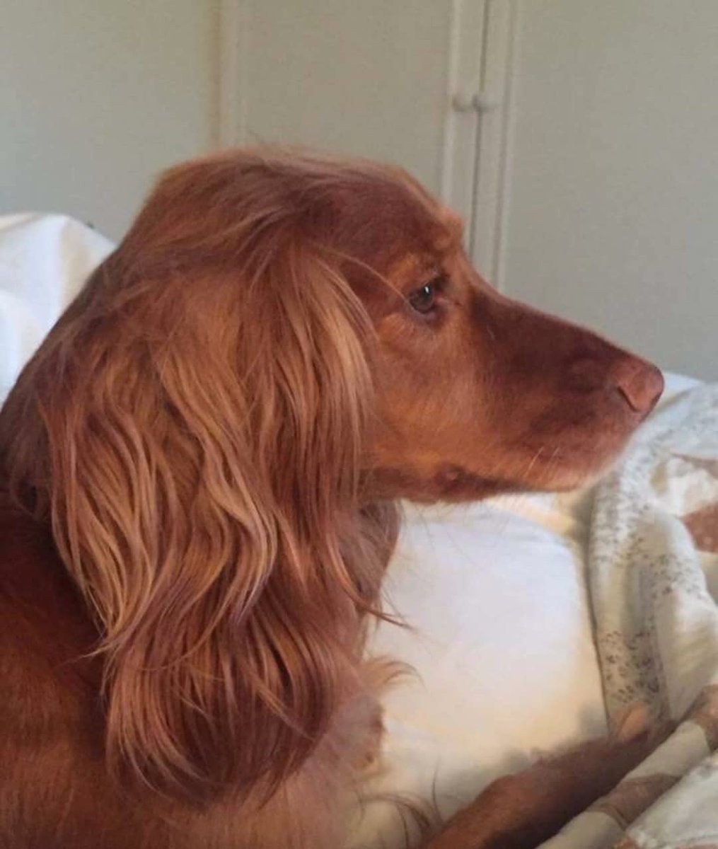 rosieDoc2's tweet photo. #spanieltheftawareness 
❗️DOG OF THE WEEK❗️
AMBER #Redcockerspaniel MISSING, owners in bits &amp; heartbroken 💔
#Lost at #RabbitIngsCountryPark poor baby, the area is VAST, so many places to hide, it's proving VERY difficult to find her #SouthYorkshire STAY SAFE AMBER ❤️❤️❤️❤️❤️ https://t.co/NuELsPoNlh